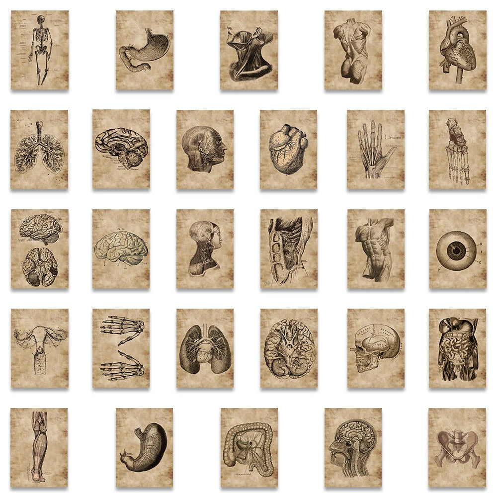 56Pcs Creative Human Anatomy Physiology Heart Skull Internal Organs Sticker Skeleton Graffiti Stickers Luggage Laptop Sticker