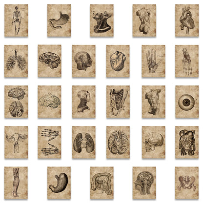 56Pcs Creative Human Anatomy Physiology Heart Skull Internal Organs Sticker Skeleton Graffiti Stickers Luggage Laptop Sticker