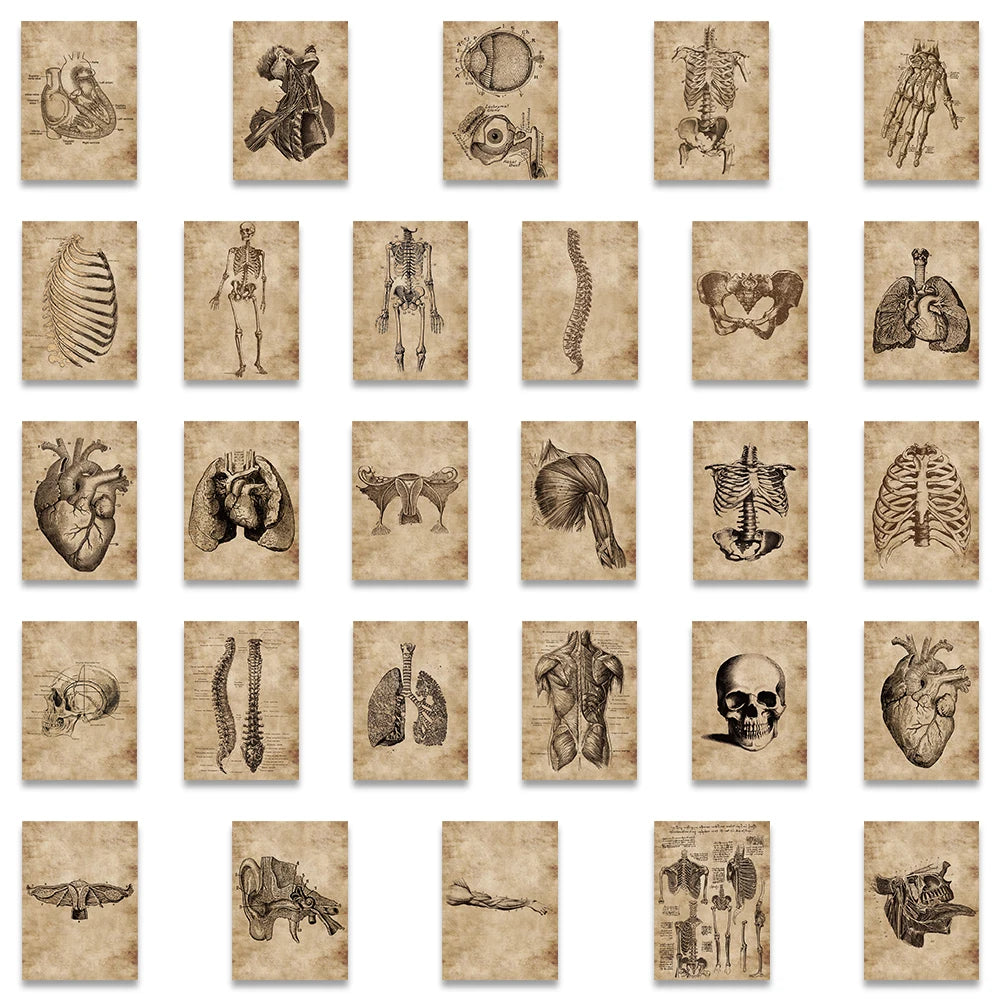 56Pcs Creative Human Anatomy Physiology Heart Skull Internal Organs Sticker Skeleton Graffiti Stickers Luggage Laptop Sticker